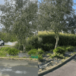 Avant après élagage olivier