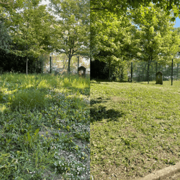 avant après entretien espaces verts